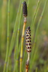 14788360306_163303bc46_m