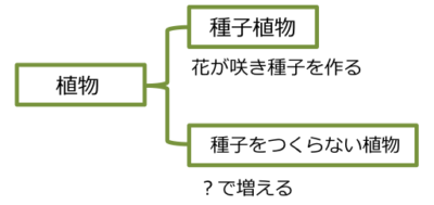 植物の分類2