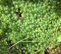 2979185358_45b3771eb4_m