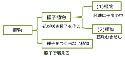 フロー 1 1 3 3 植物の分類